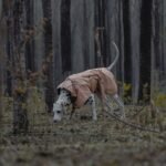 Outdoor Soft Shell Waterproof Windproof Warm Dog Soft Shell Jacket